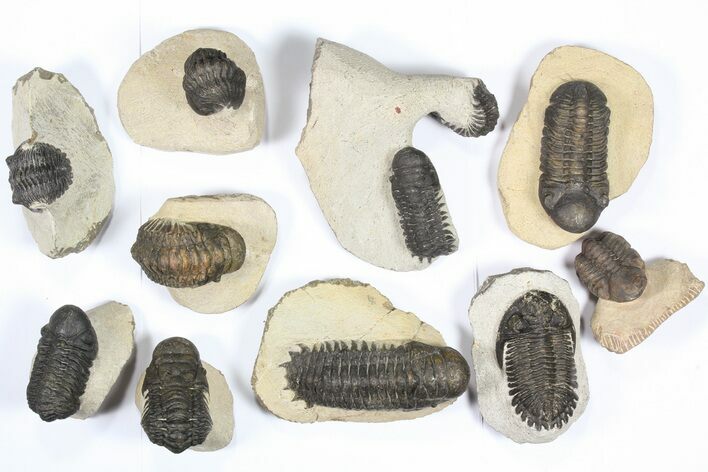 Lot: Assorted Devonian Trilobites - Pieces #79775